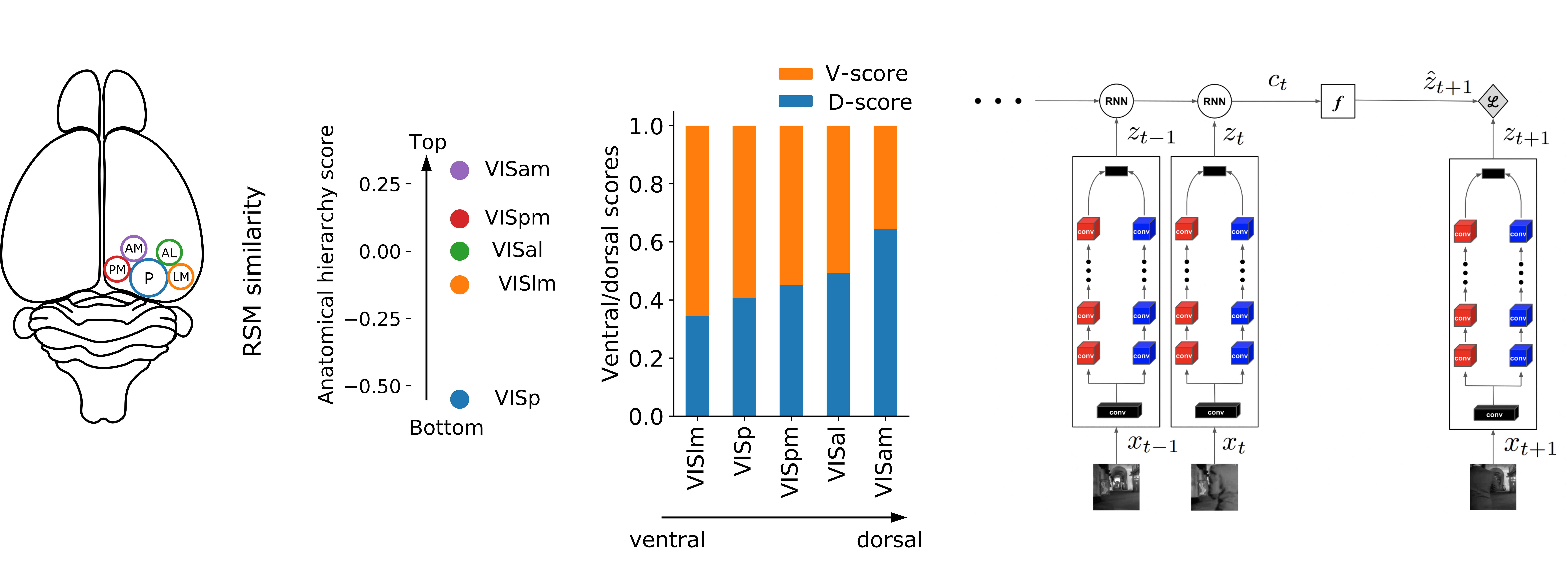 The functional specialization of visual cortex emerges from training parallel pathways with self-supervised predictive learning